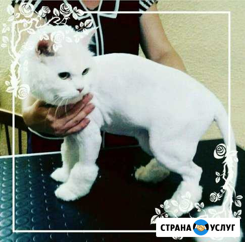 Стрижка кошек и котов без наркоза Ростов-на-Дону - изображение 1