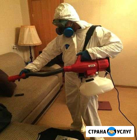 Уничтожение клопов, муравьев, тараканов, клещей Новодвинск - изображение 1