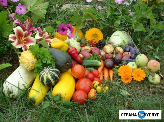 Профессиональный Агроном Симферополь - изображение 1