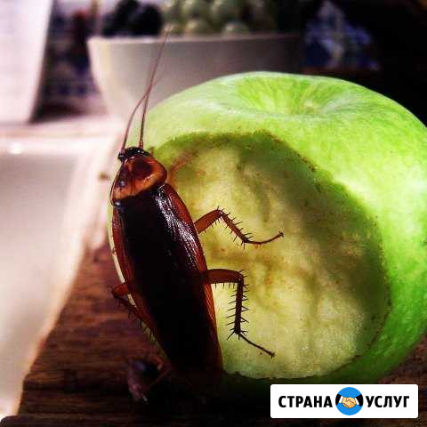 Обработка от любых насекомых и грузунов Саратов - изображение 1