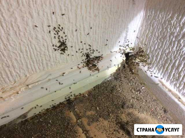 Вывод из дома насекомых Павлово - изображение 1