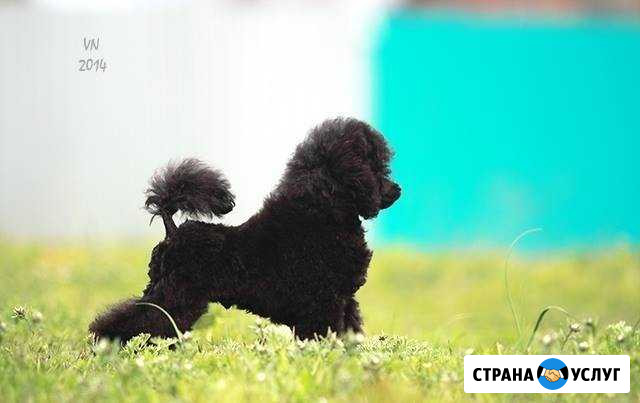 Стригу собак Вольск - изображение 1
