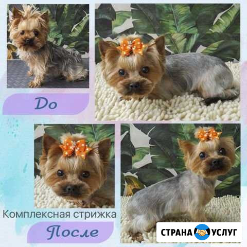 Стрижка собак и кошек. Грумер Нижний Новгород - изображение 1
