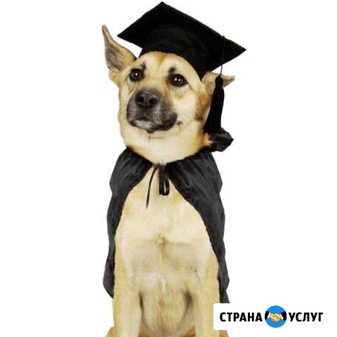 Дрессировка собак Стерлитамак - изображение 1