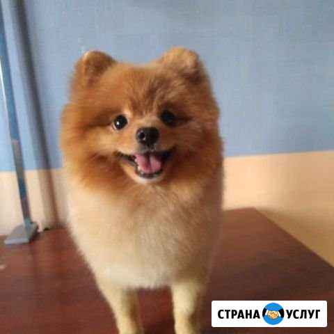 Груминг, стрижка собак Красноярск - изображение 1