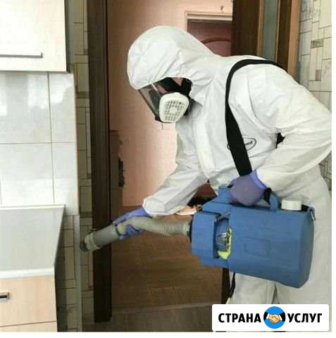 Уничтожение клопов тараканов, грызунов Красноярск - изображение 1