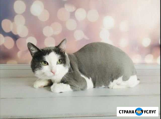 Стрижка кошек и собак Самара - изображение 1