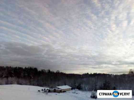 Постой лошадей в конюшне.Север спб, 30км от КАД Санкт-Петербург