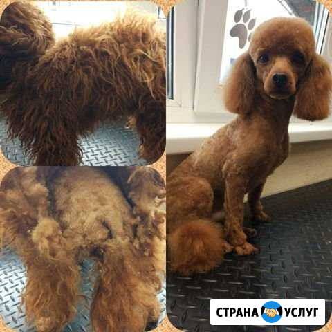 Стрижка собак Малоярославец - изображение 1