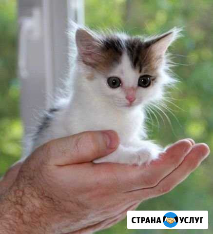 Передержка животных Петропавловск-Камчатский - изображение 1
