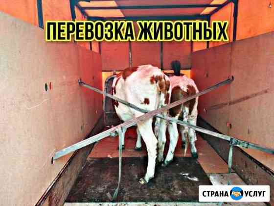 Перевозка животных / скотовоз Красноярск