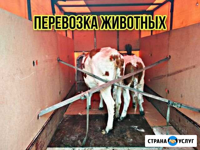 Перевозка животных / скотовоз Красноярск - изображение 1