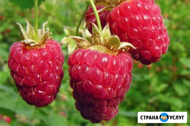 Продам свежую малину, смородину, вишню сладкую Красноярск - изображение 1