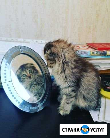 Передержка кошек и собак Уфа - изображение 1
