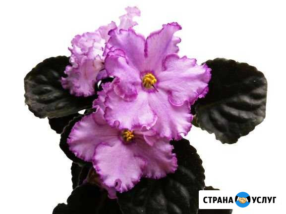 Удаление фона от изображения дистанционно за 60сек Вологда - изображение 1