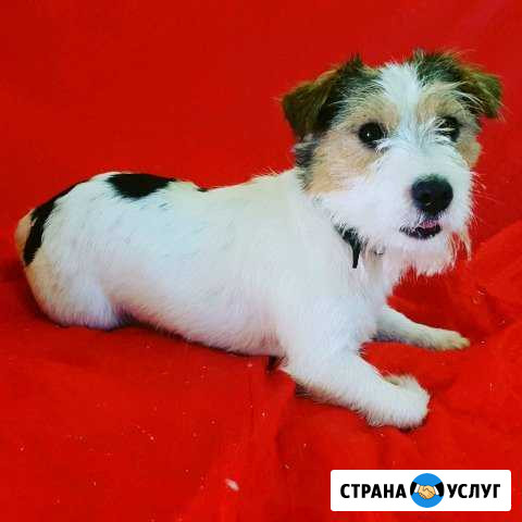 Стрижка собак и кошек Ростов-на-Дону - изображение 1