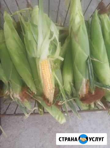 Продам кукурузу Зеленокумск - изображение 1