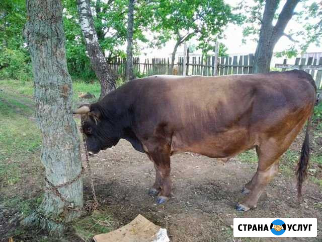 Забой скота Алексин - изображение 1