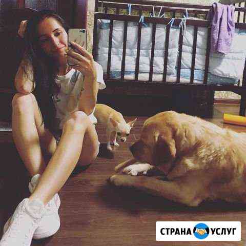 Передержка животных Сочи