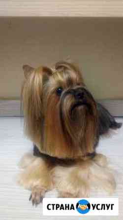 Стрижка собак и кошек профессионально Москва