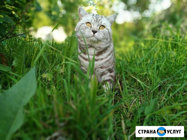 Вязка с британским котом Ижевск - изображение 1