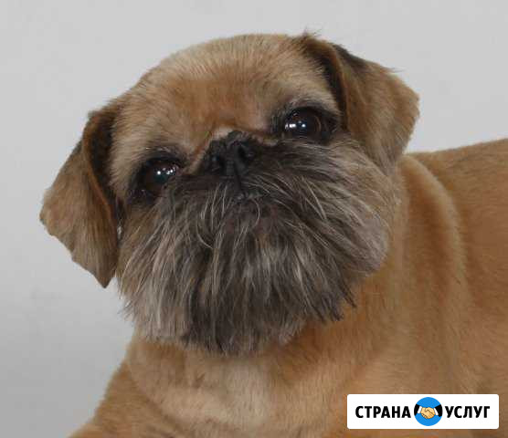 Услуги фотографа Железногорск - изображение 1