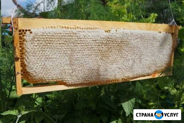Рамки с вощиной Железногорск - изображение 1