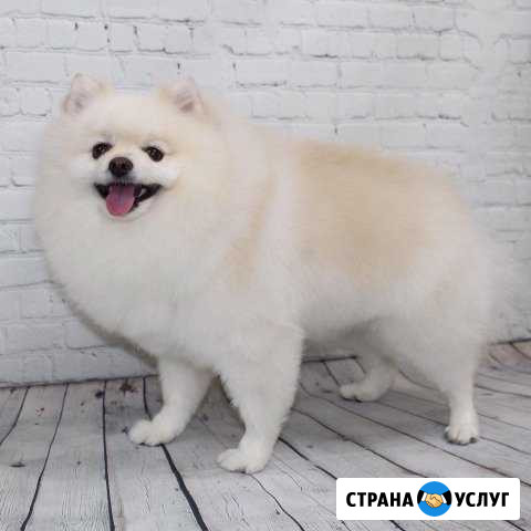 Стрижка собак и кошек Новосибирск - изображение 1