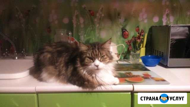 Передержка кошек Омск - изображение 1