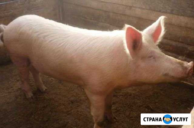 Забой свиней - Тбилисская бойня Тбилисская - изображение 1