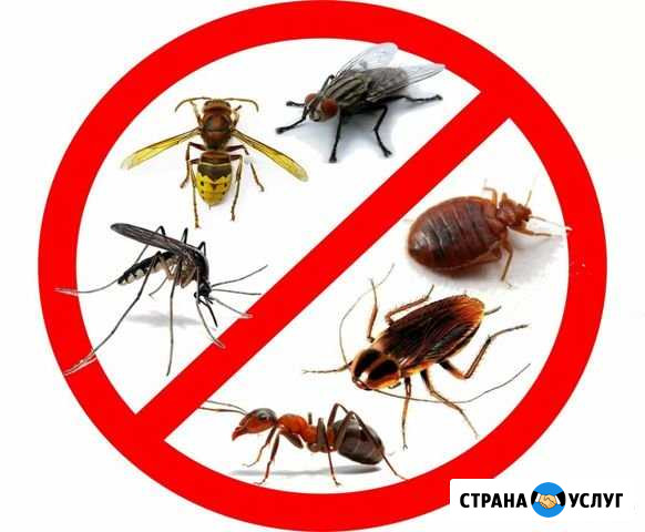 Уничтожение насекомых Журавль Нижневартовск - изображение 1