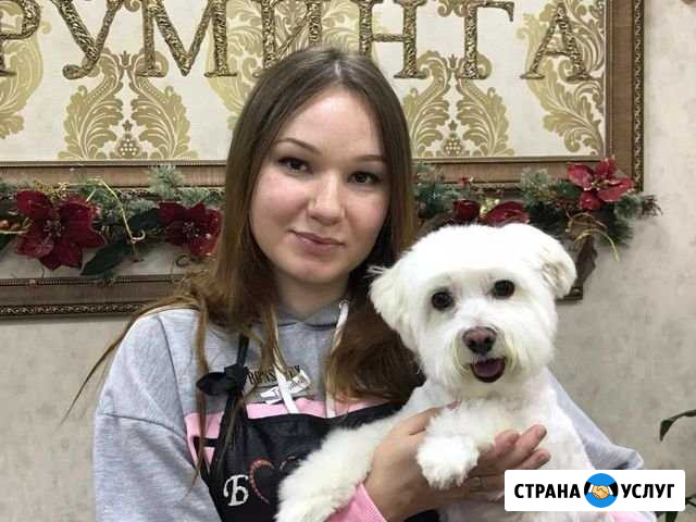 Груминг Стрижка собак Шуя - изображение 1