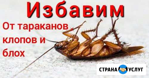 Дезинсекция Верхняя Салда - изображение 1