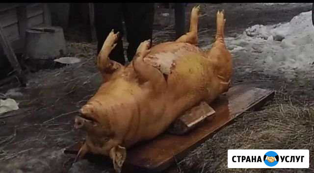 Забой скота Сысерть - изображение 1