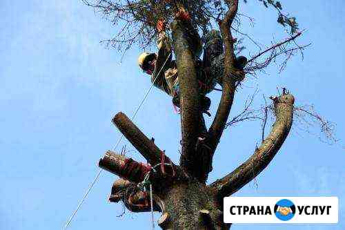 Спил, рубка деревьев любой сложности, раскорчёвка Санкт-Петербург