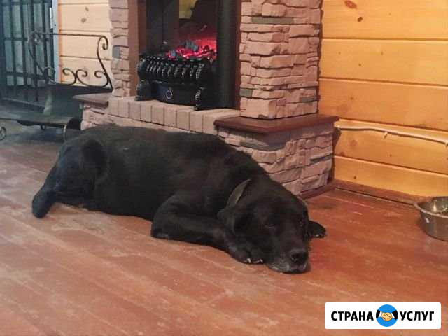Передержка собак и кошек у ветеринарного врача Дмитров - изображение 1