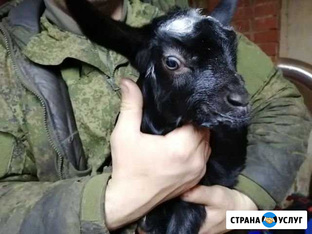 Обезроживание козлят Сызрань - изображение 1