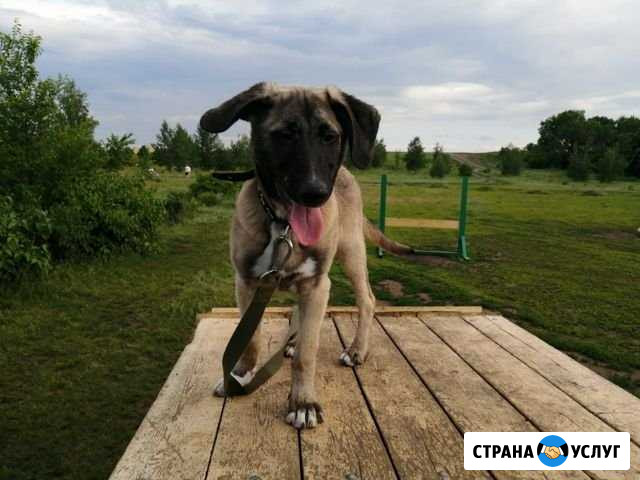 Помощь в дрессировки и понятие своего питомца Саратов - изображение 1
