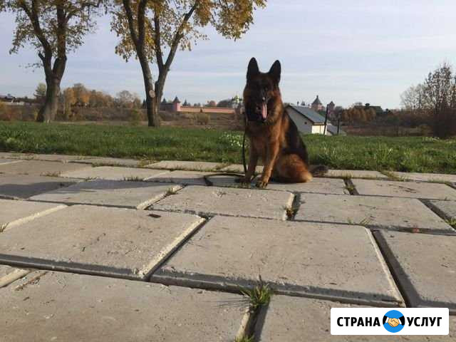 Кинолог Одинцово - изображение 1