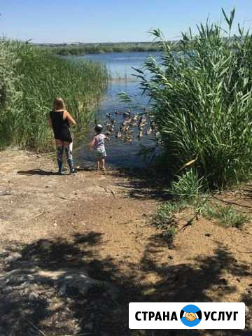 Покос камыша, уборка водорослей, откачка ила Краснодар - изображение 1