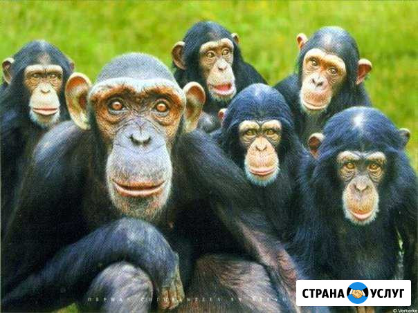 Электрики Ярославль - изображение 1