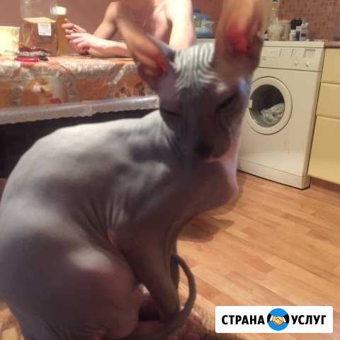 Нужен кот на вязку. Прививки, паспорт есть Казань - изображение 1