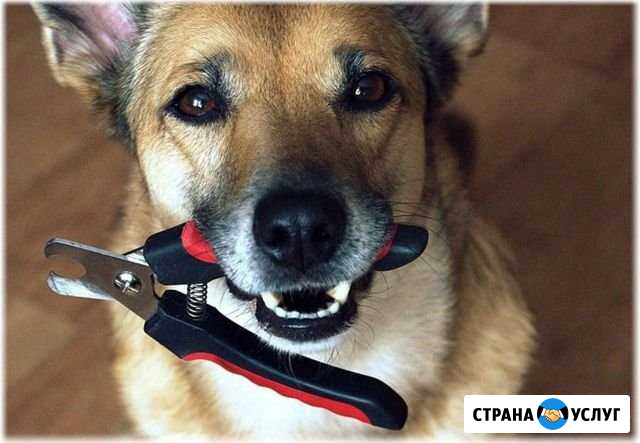 Стрижка когтей Рубцовск - изображение 1