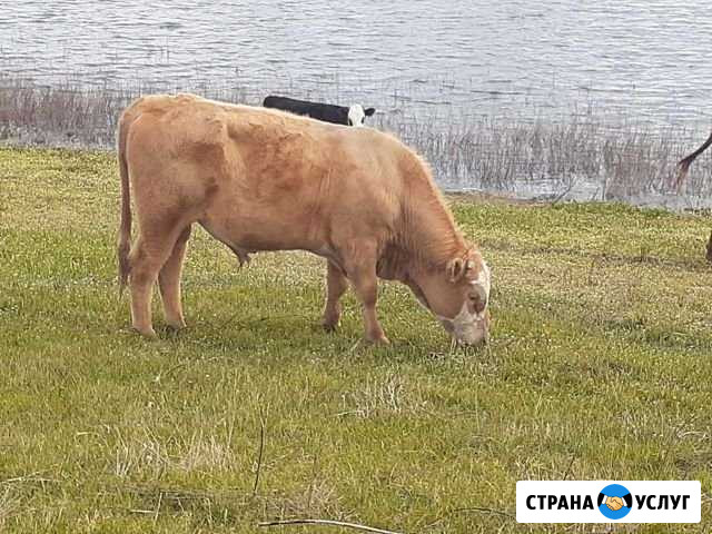 Крс на содержание Нариманов - изображение 1