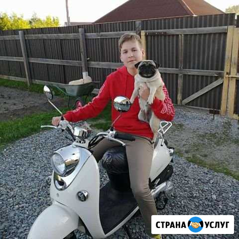 Промоутер, расклейщик, и выгул животных Тюмень - изображение 1