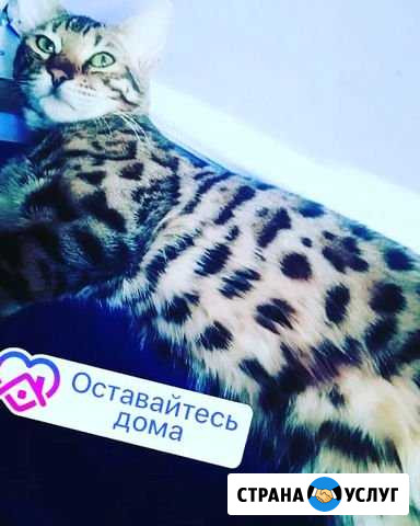 Вязка с бенгальским котом Тюмень - изображение 1