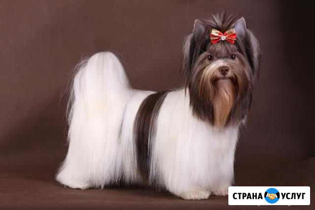 Профессиональная стрижка кошек и собак Оренбург - изображение 1