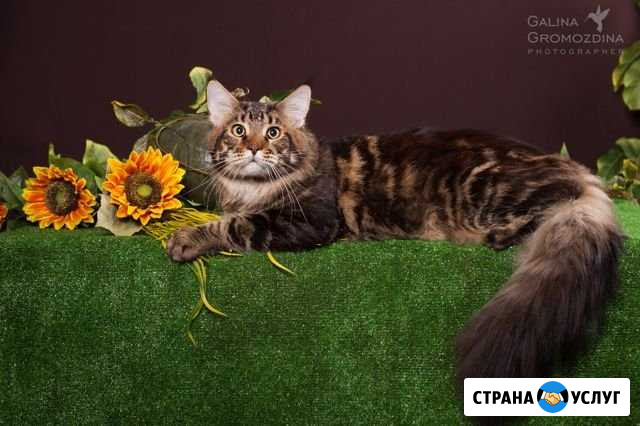 Вязка. Чемпион ждёт кошечек в гости Барнаул - изображение 1