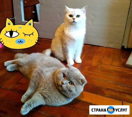 Шотландский кот для вязки Прохладный - изображение 1