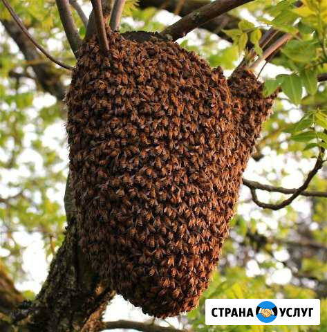 Сниму пчелиный рой Севастополь - изображение 1